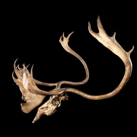 Caribou skull and antlers collected by Turner, probably near Ft. Chimo in 1882. USNM A 21651, NMNH Museum Support Centre. Photo by D. Hurlbert, 2013.